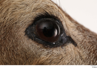 European roe deer eye 0005.jpg